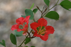 Bauhinia galpinii